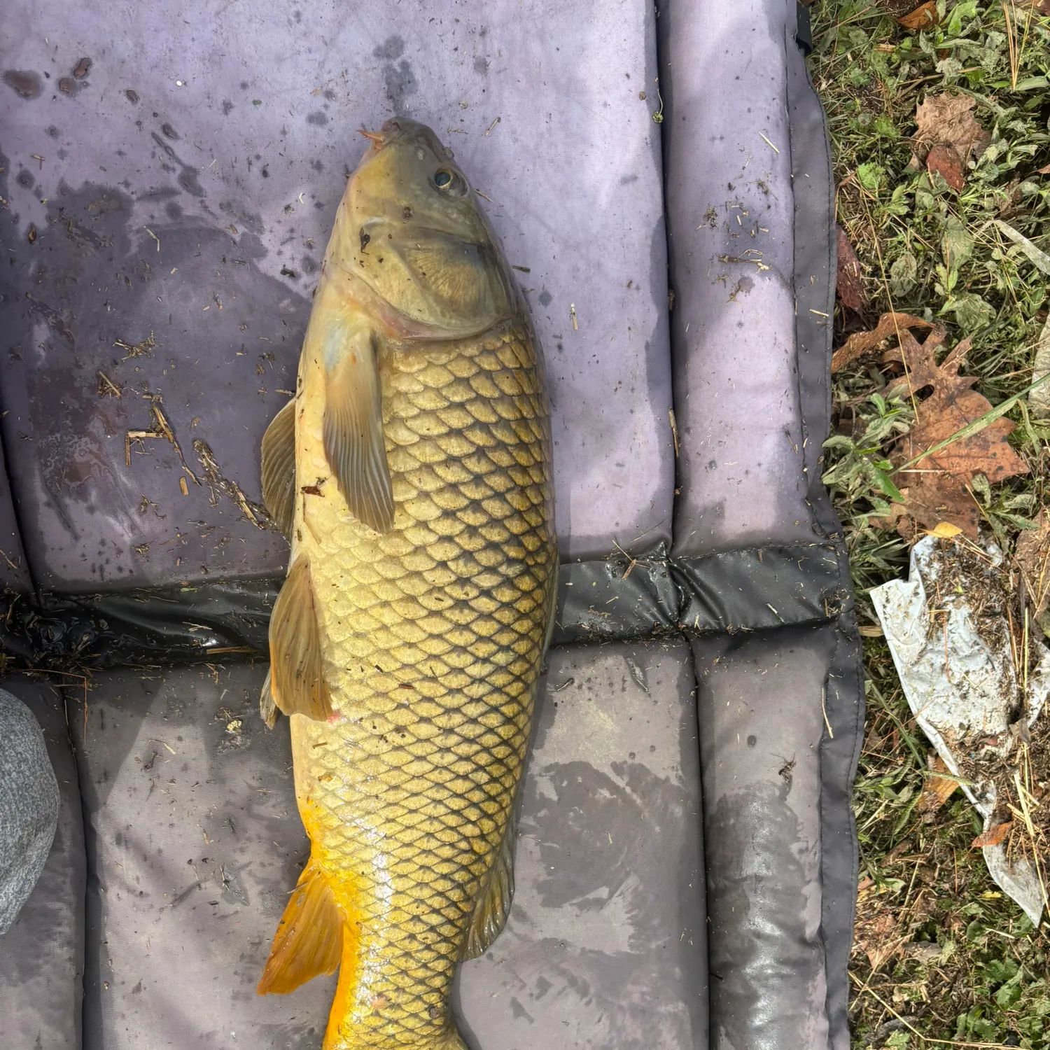 Common carp caught on Fishbrain