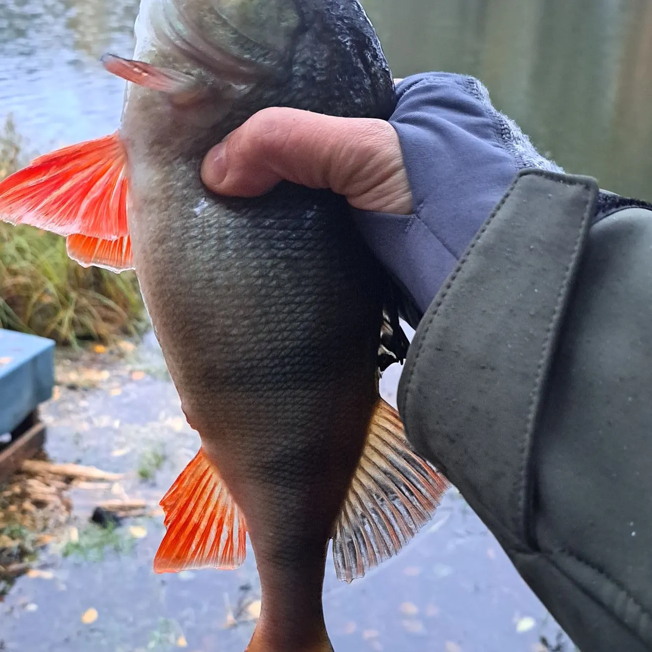 European perch caught on Fishbrain