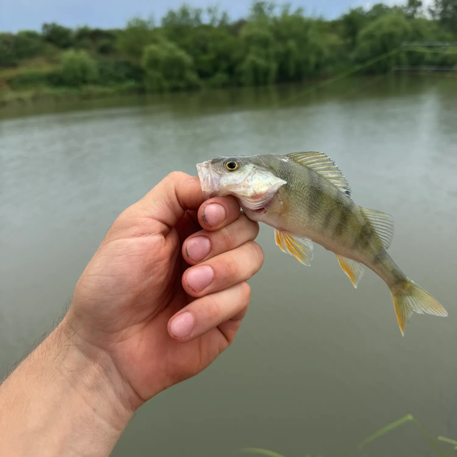 European perch caught on Fishbrain