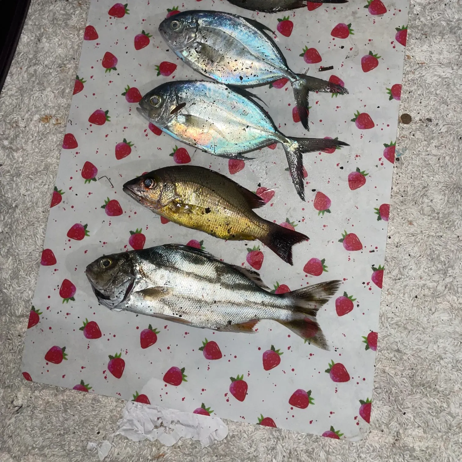 recently logged catches