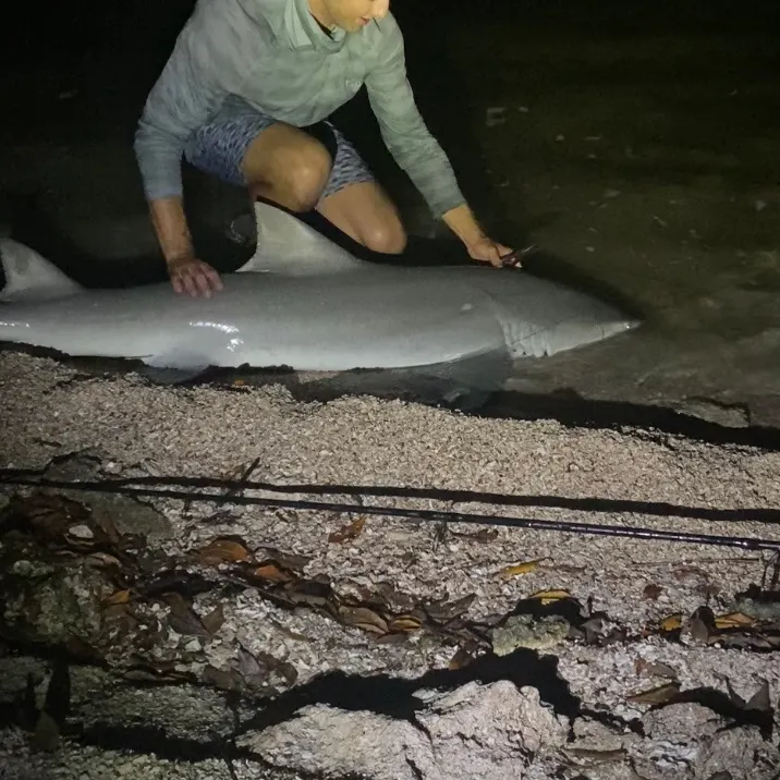 The most recent Lemon shark catches on Fishbrain
