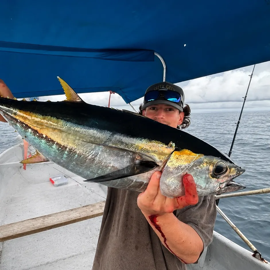 Yellowfin tuna caught on Fishbrain