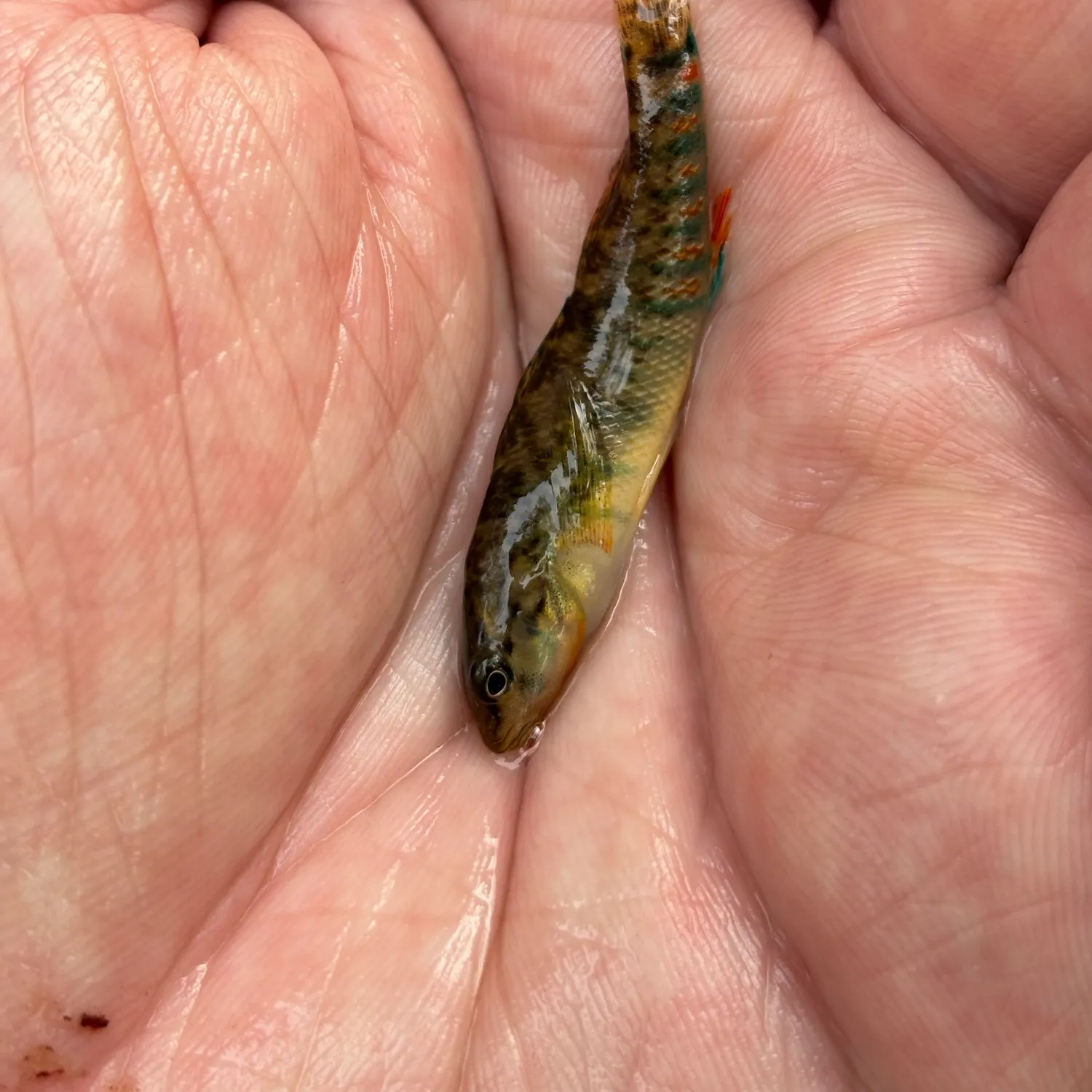 The most recent Rainbow darter catches on Fishbrain