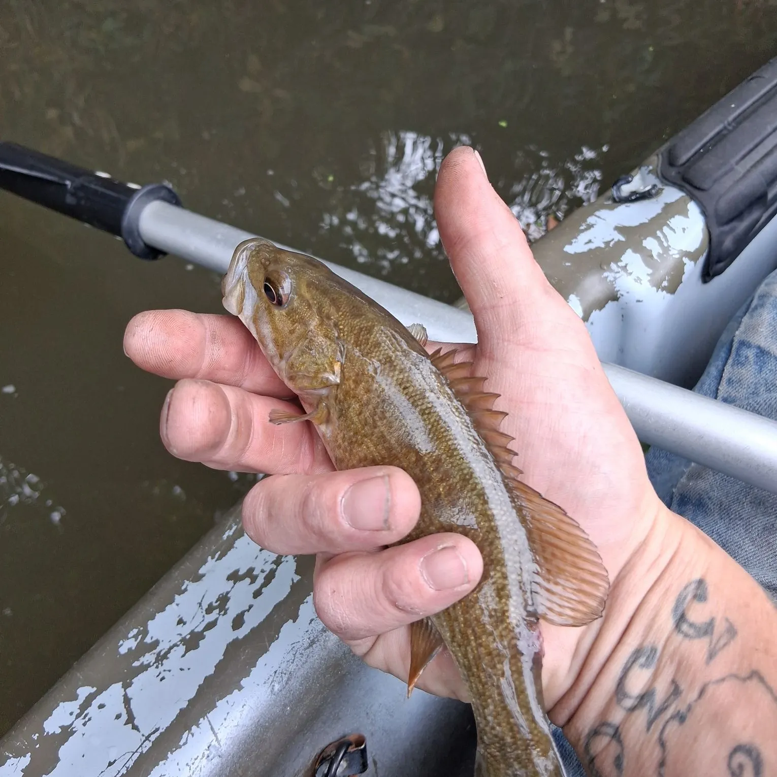 Smallmouth bass caught on Fishbrain