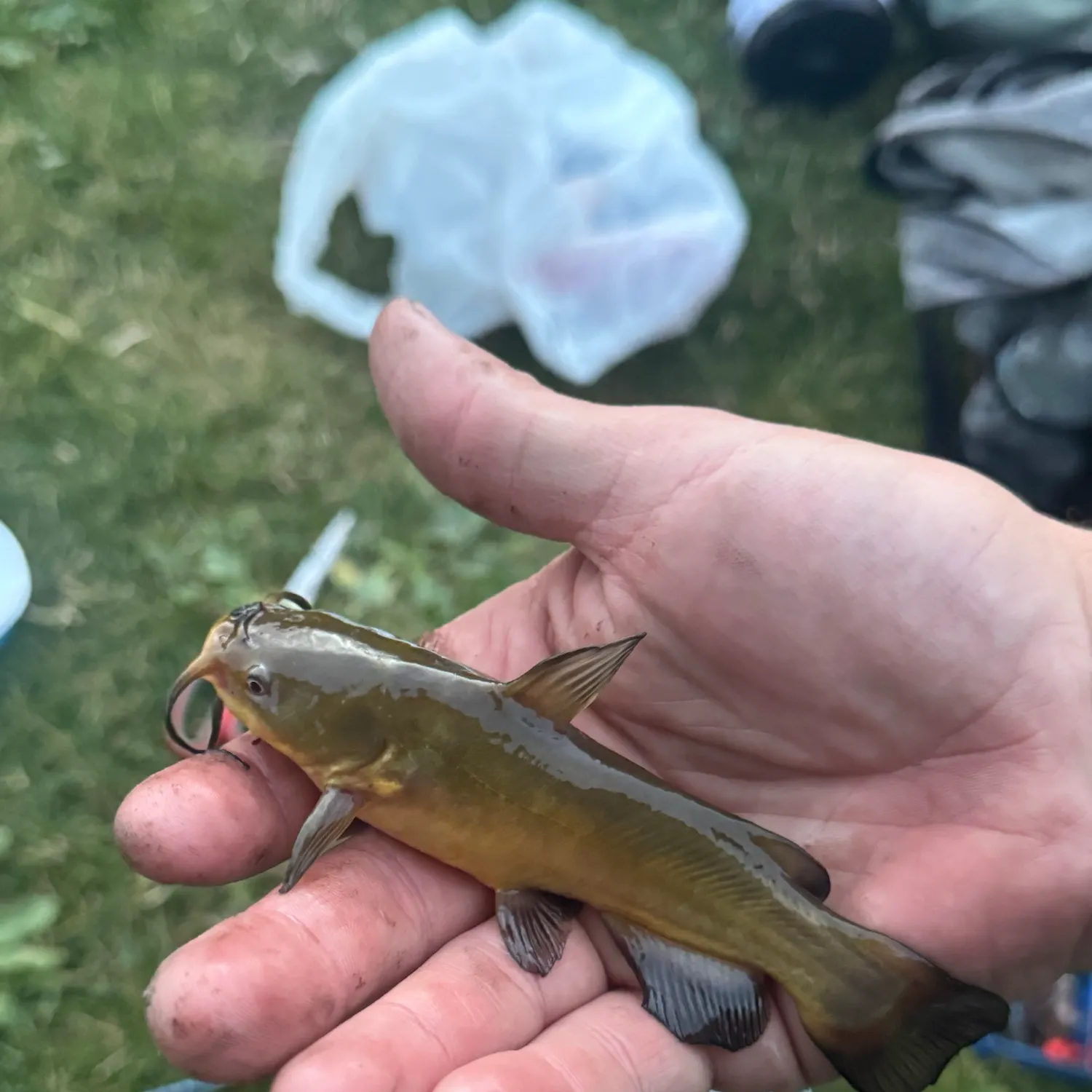 Yellow bullhead caught on Fishbrain