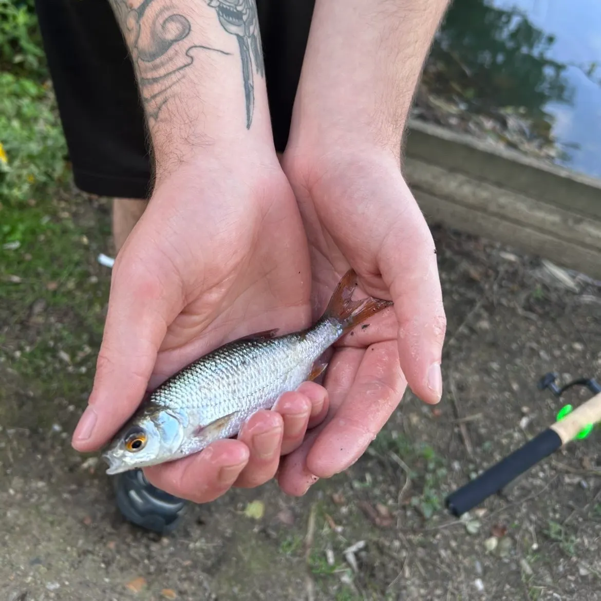 Common roach caught on Fishbrain