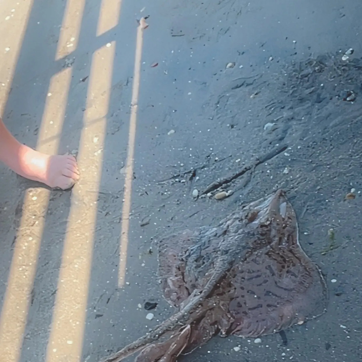 The most recent Starry ray catches on Fishbrain