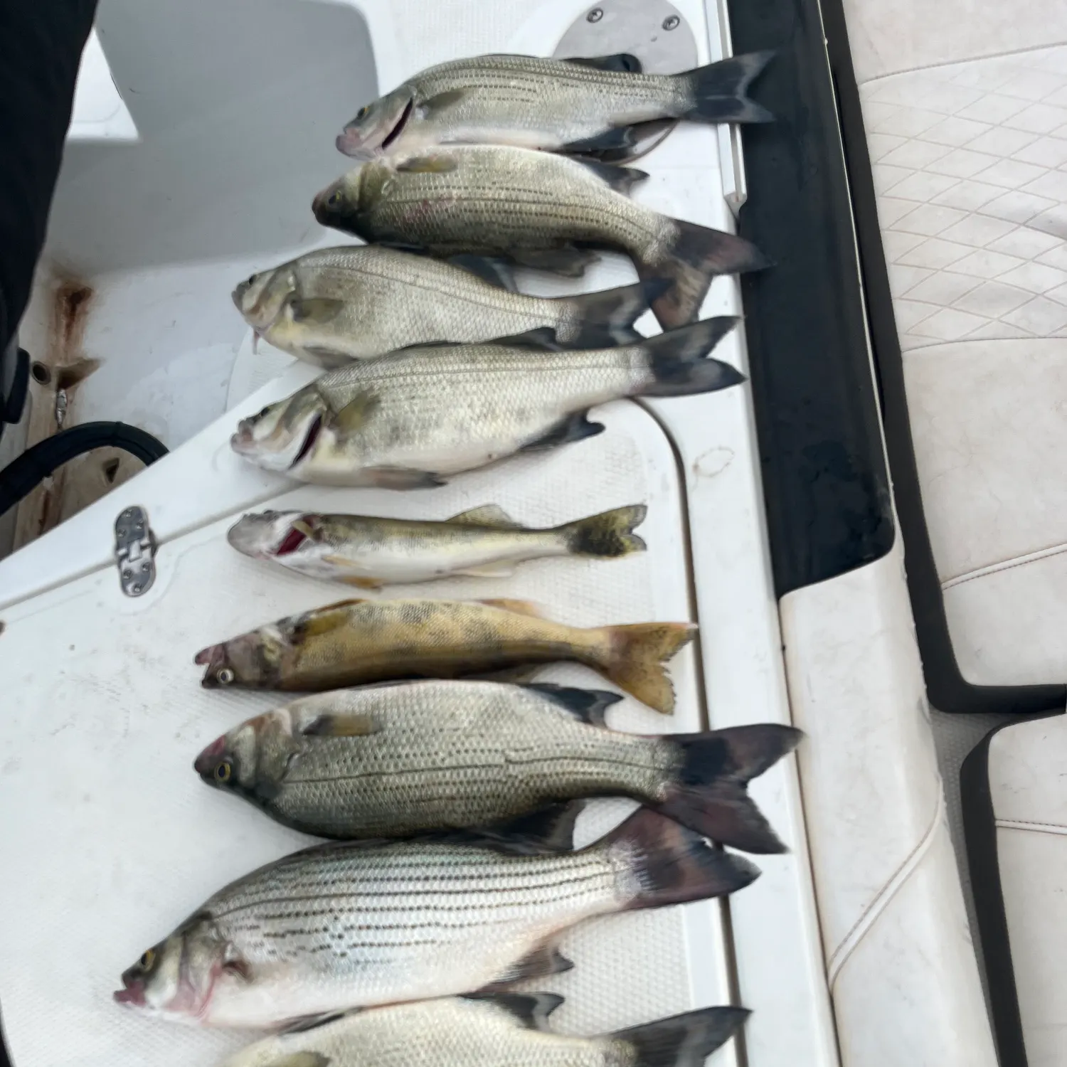 recently logged catches