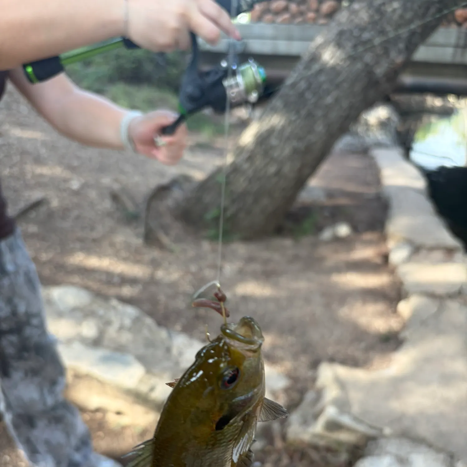 Bluegill caught on Fishbrain