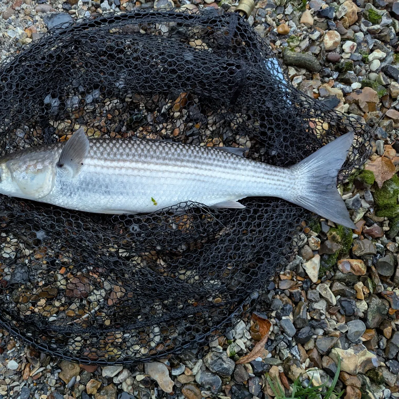 The most recent Thinlip grey mullet catches on Fishbrain