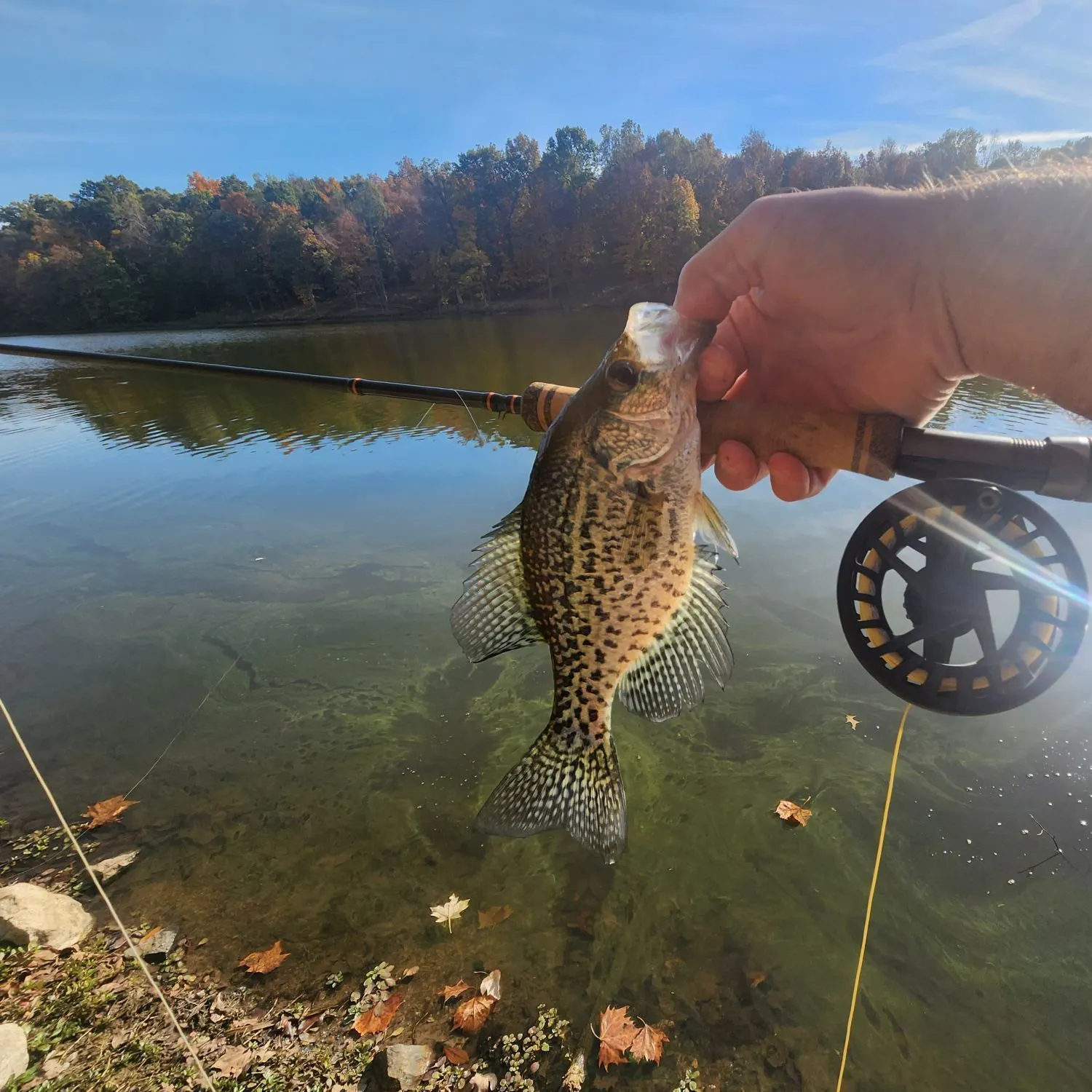 Black crappie caught on Fishbrain