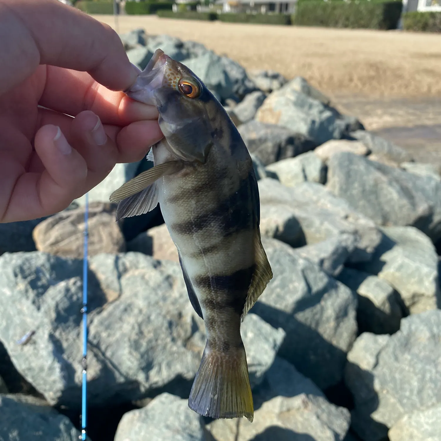 Barred sand bass caught on Fishbrain