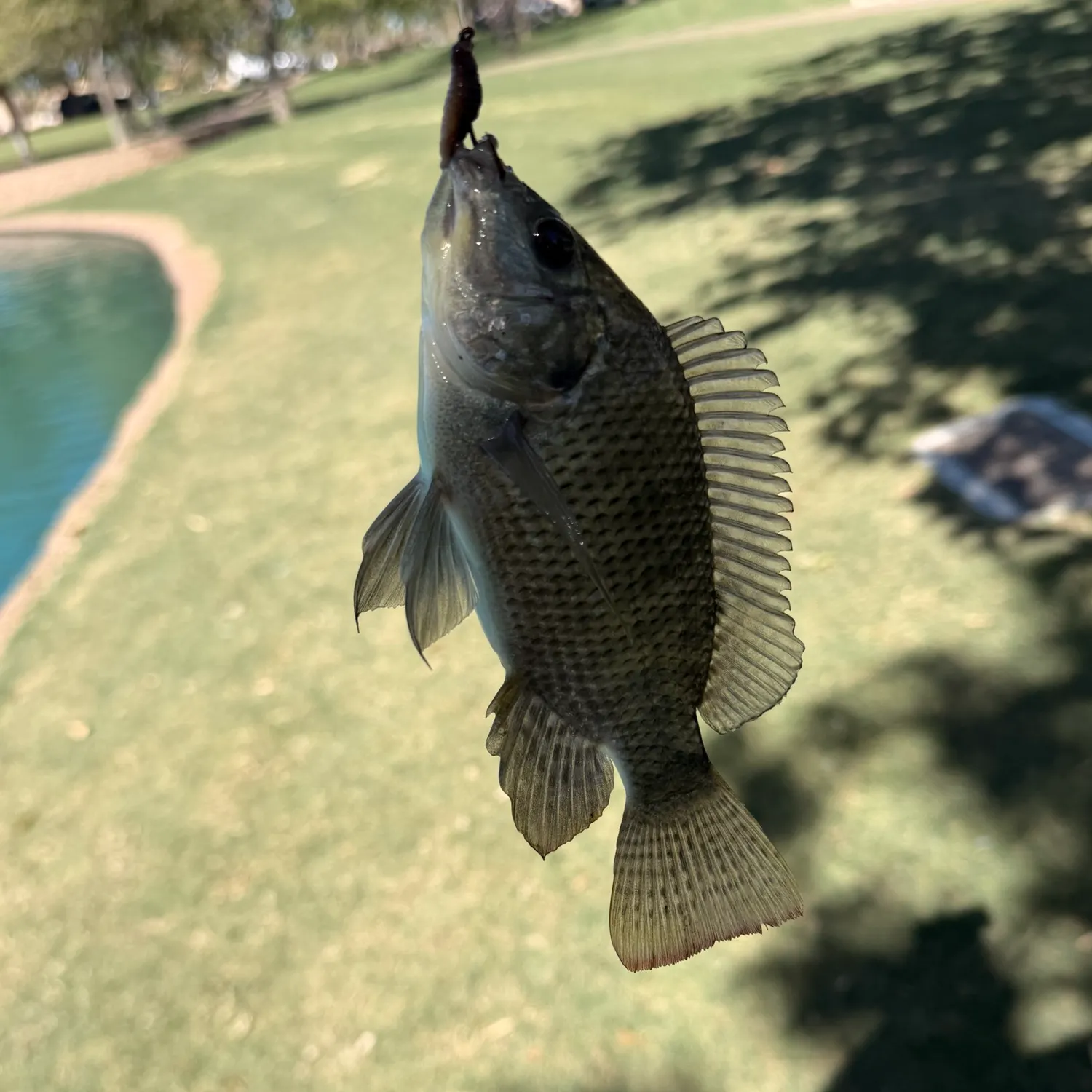 Nile tilapia caught on Fishbrain
