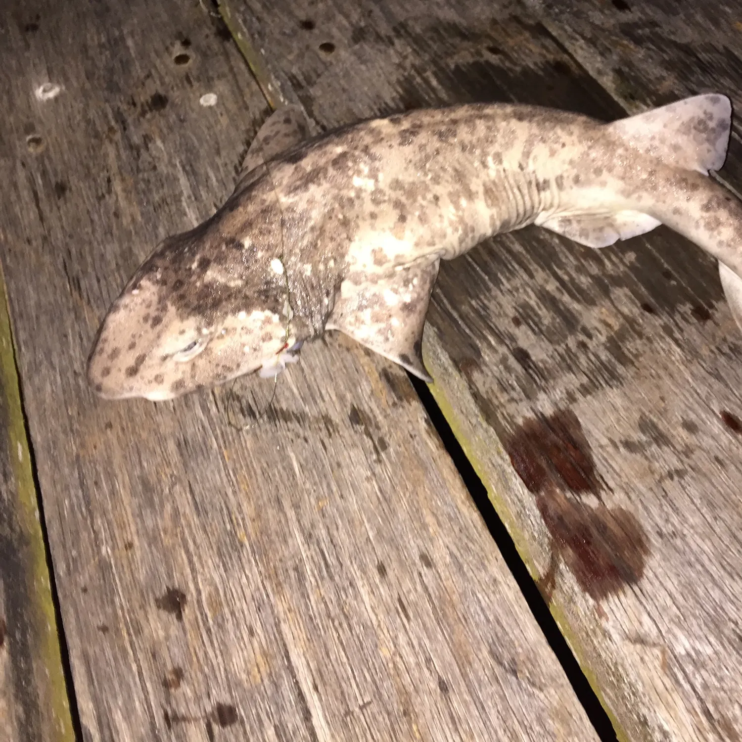 The most recent Swellshark catches on Fishbrain