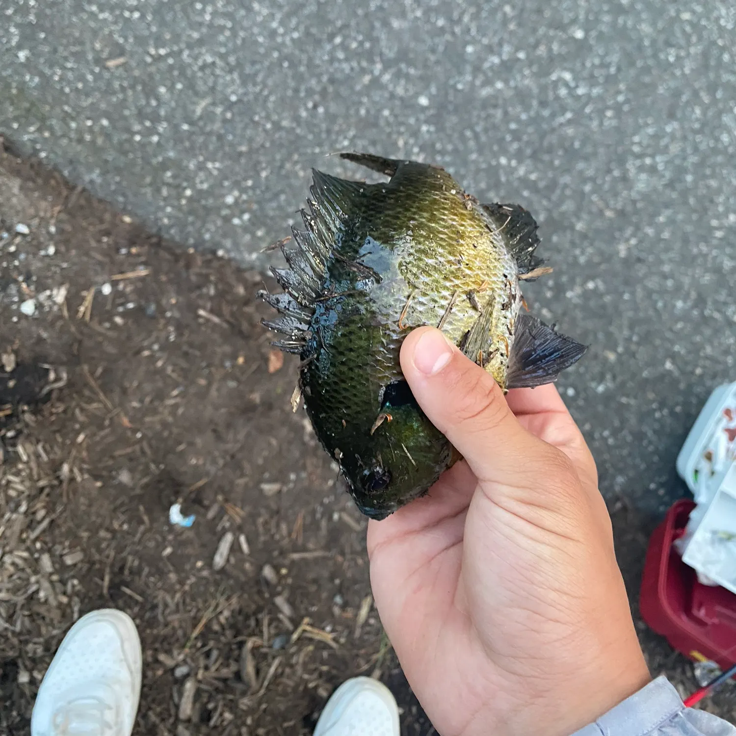 Bluegill caught on Fishbrain