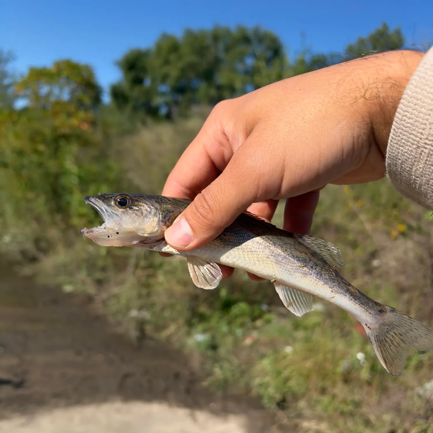 Saugeye caught on Fishbrain