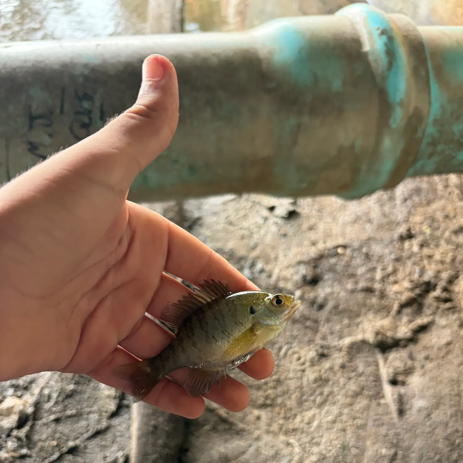 Bluegill caught on Fishbrain