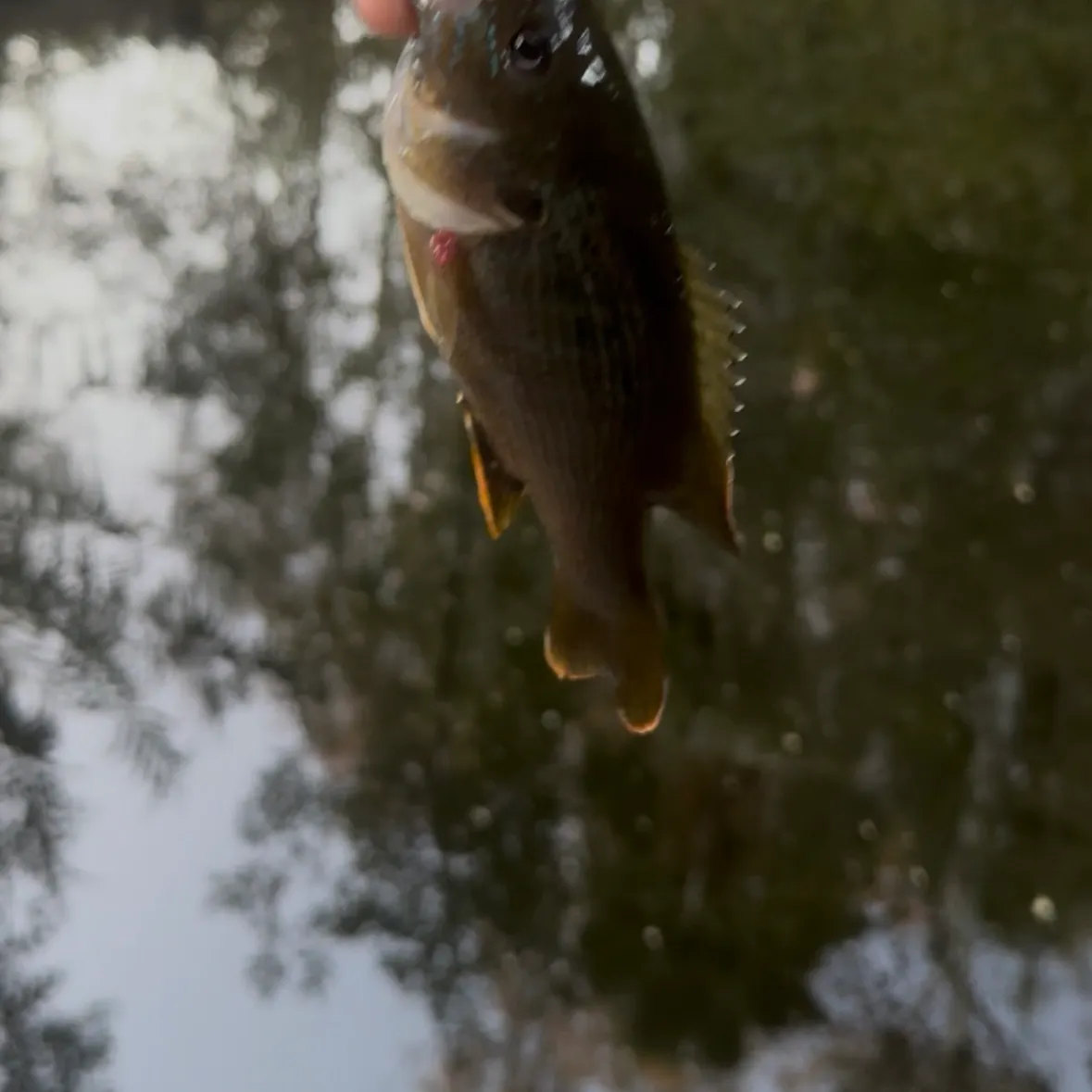 Green sunfish caught on Fishbrain