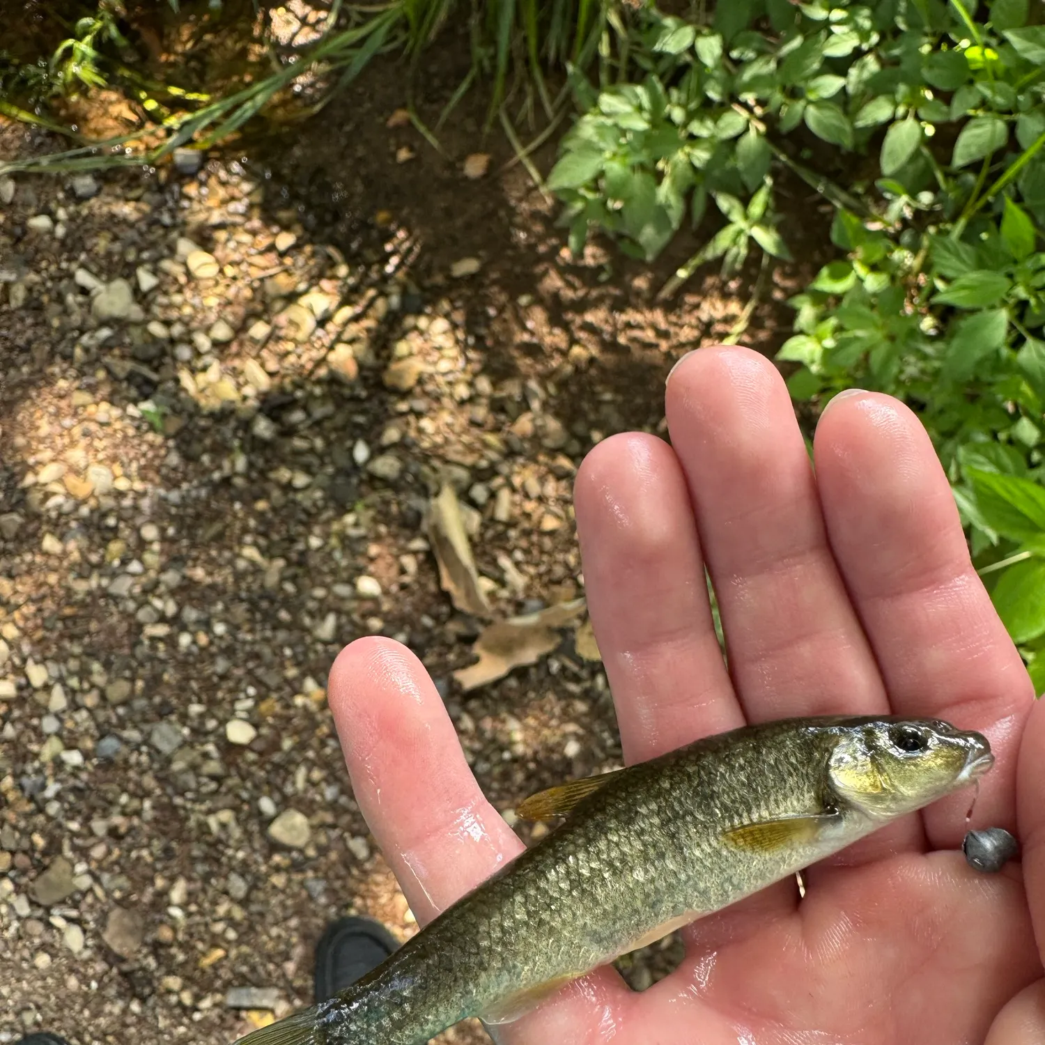 The most recent Central stoneroller catches on Fishbrain