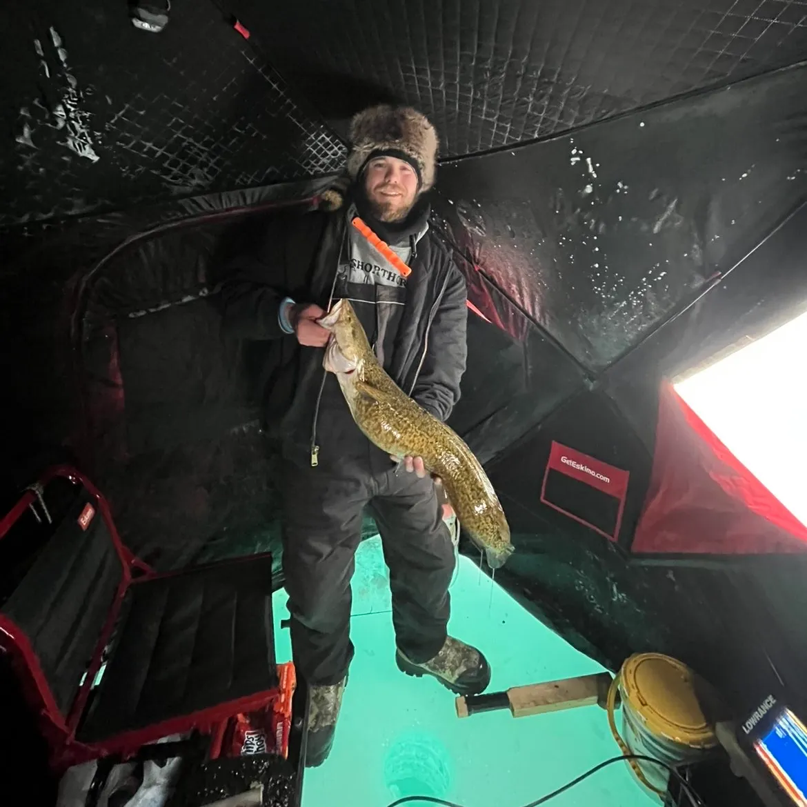 The most recent Burbot catches on Fishbrain