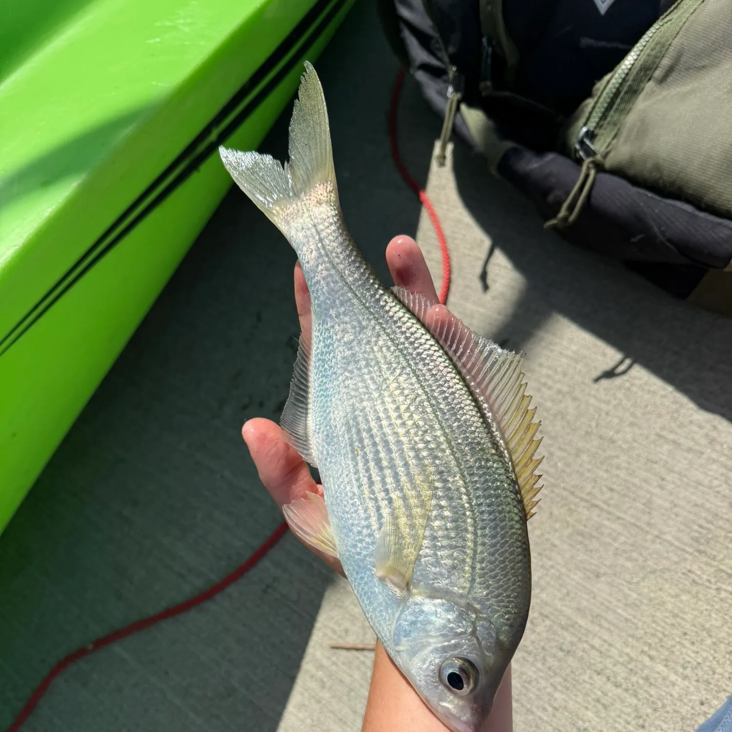 The most recent White seaperch catches on Fishbrain