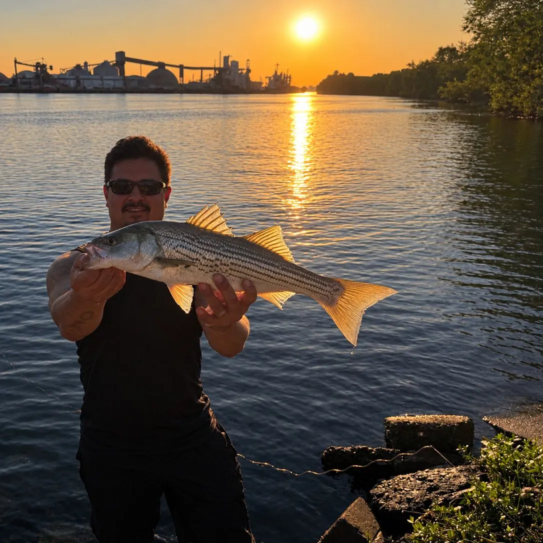 Striped bass caught on Fishbrain