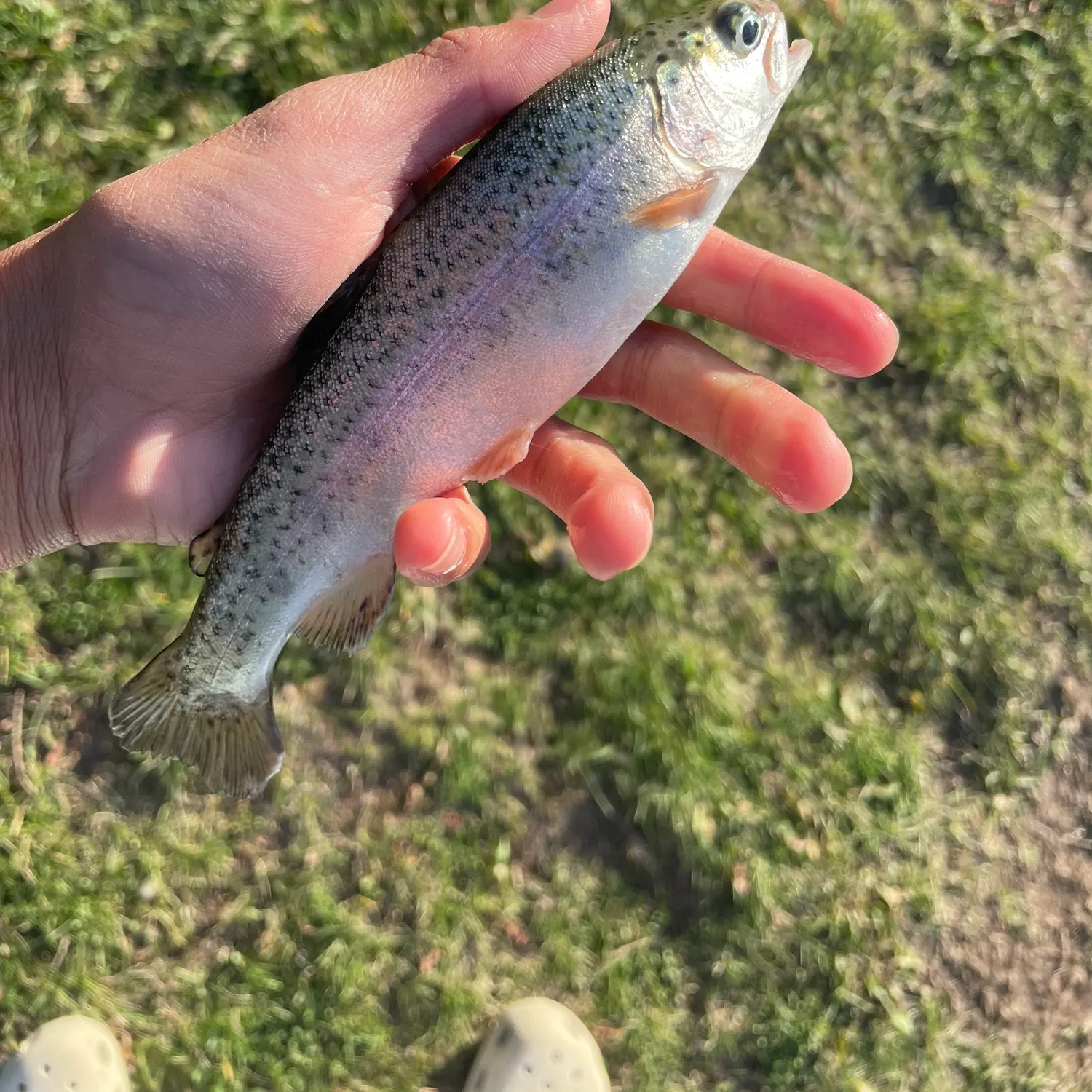 Rainbow trout caught on Fishbrain