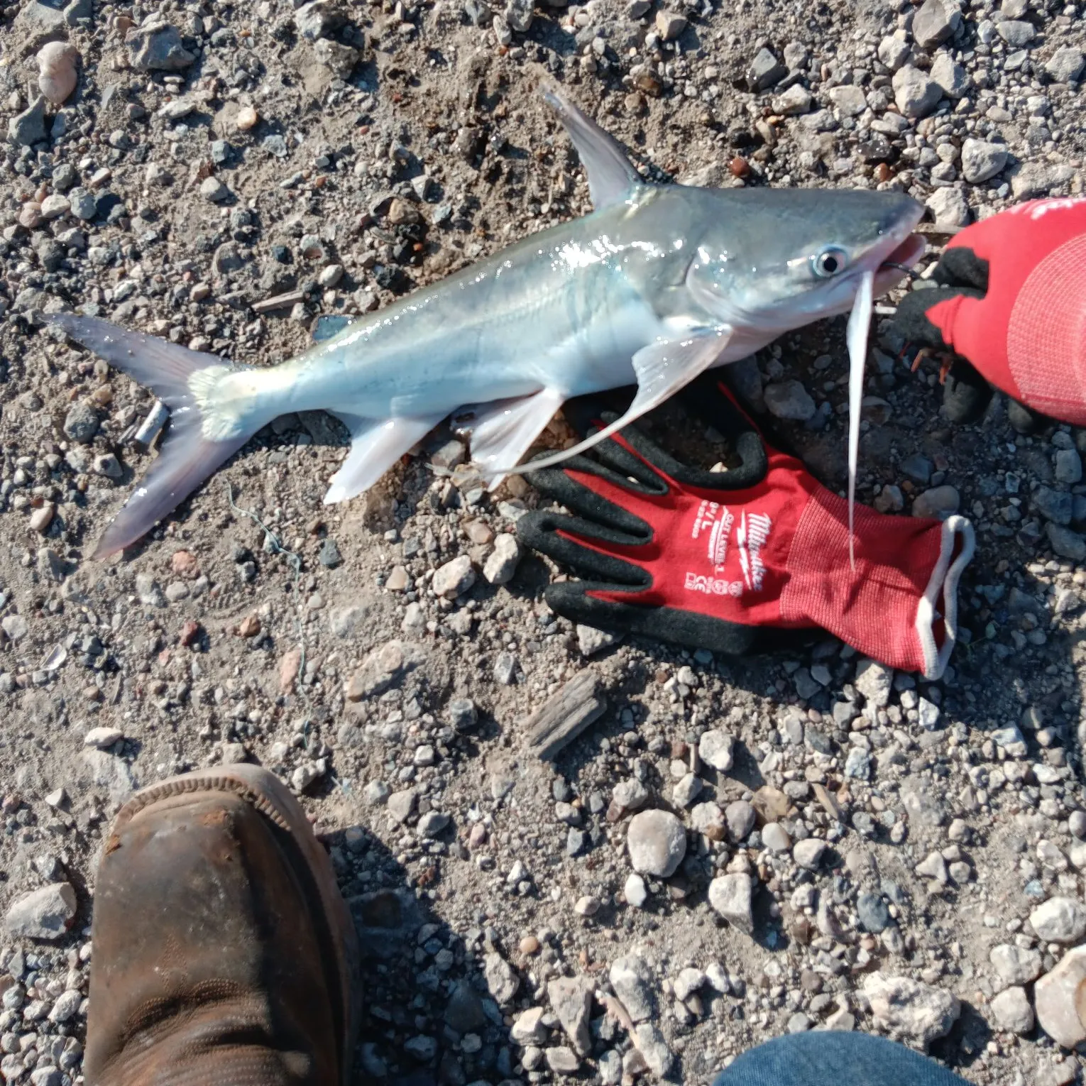 The most recent Gafftopsail sea catfish catches on Fishbrain