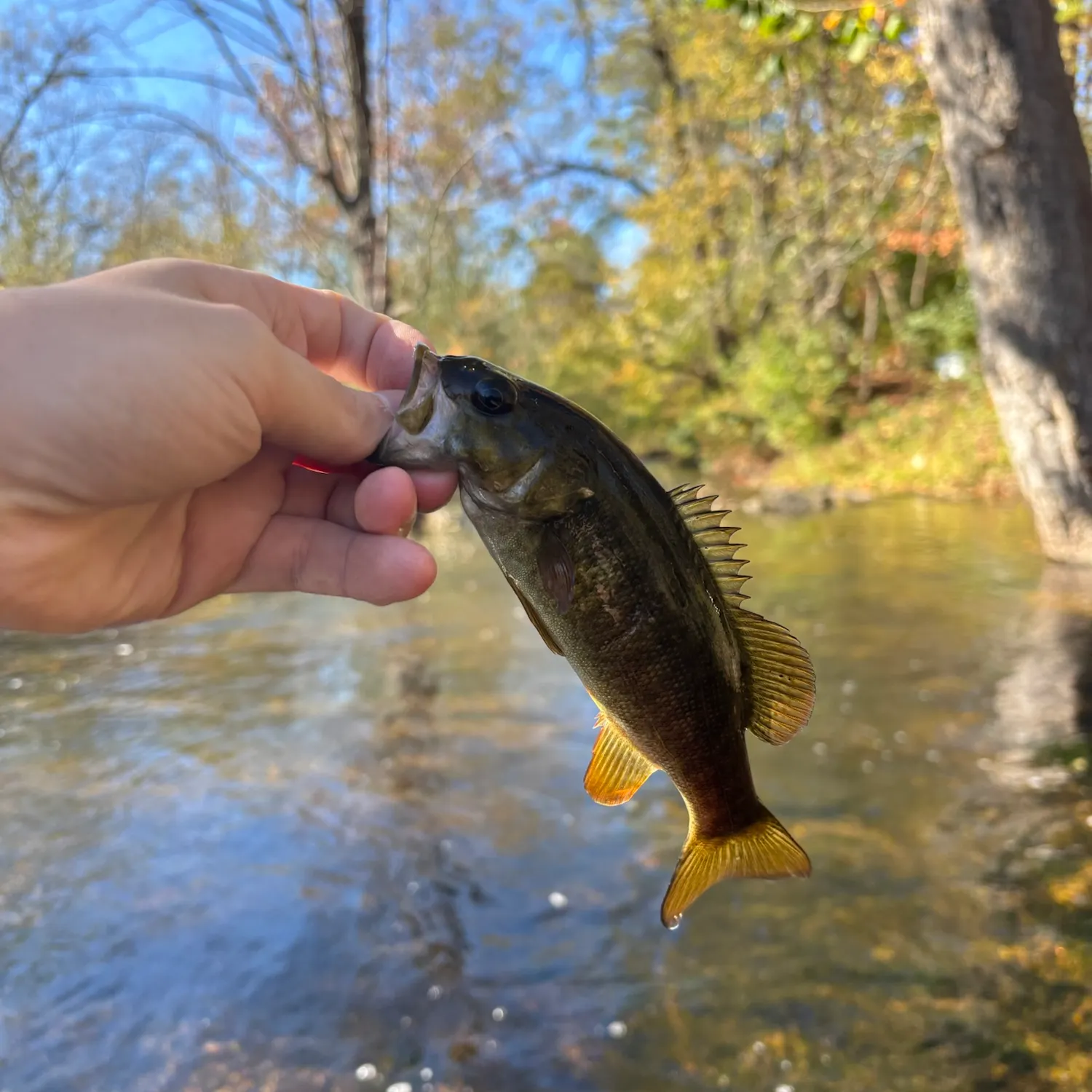 Smallmouth bass caught on Fishbrain