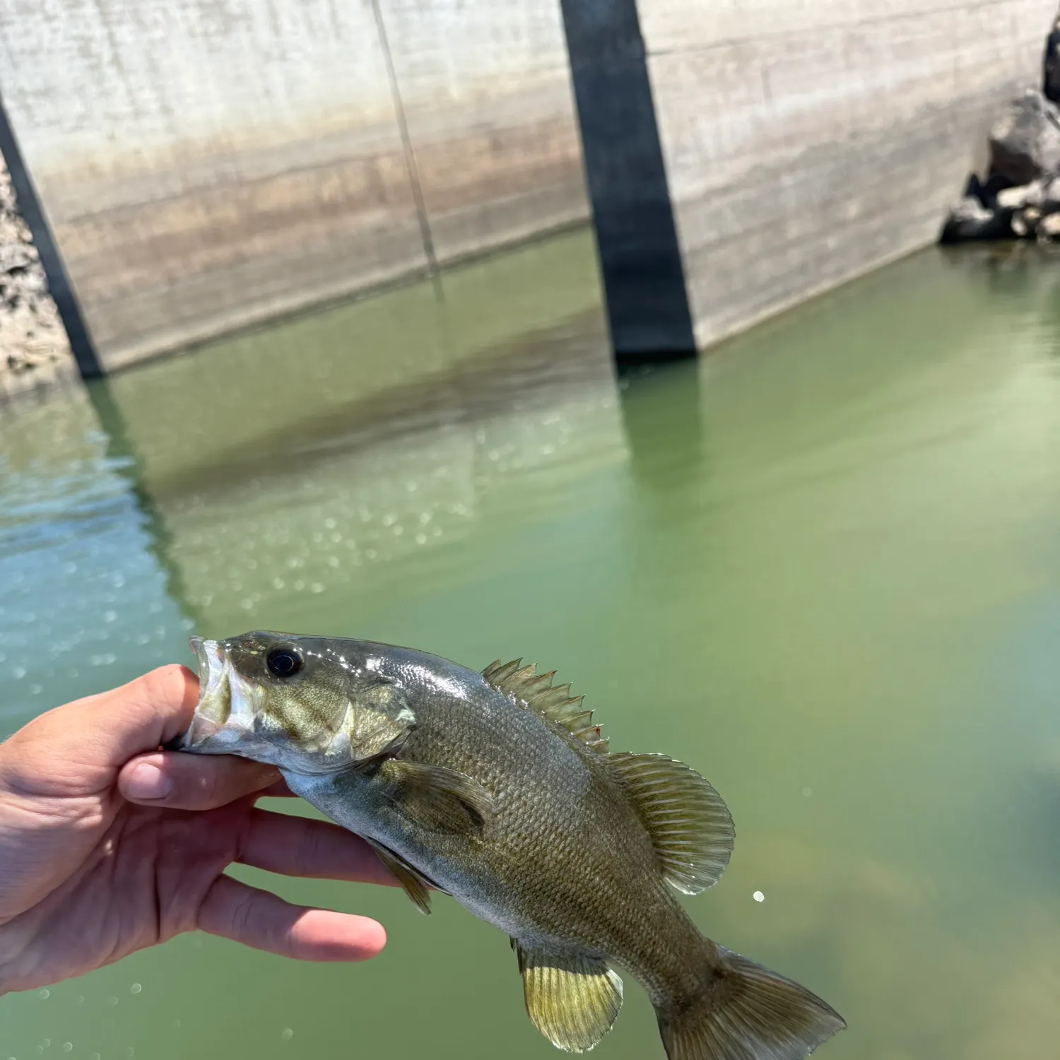 Smallmouth bass caught on Fishbrain