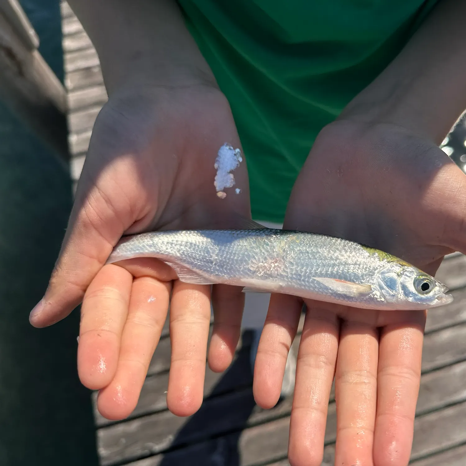 Round whitefish caught on Fishbrain