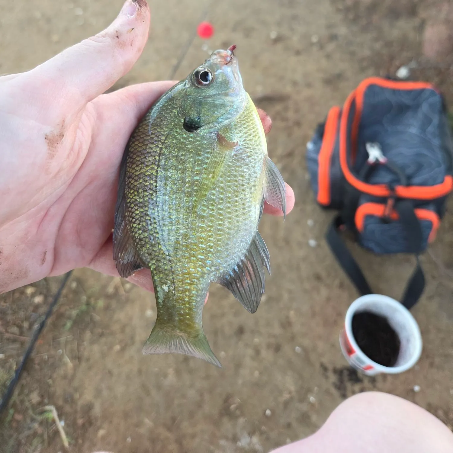 Bluegill caught on Fishbrain