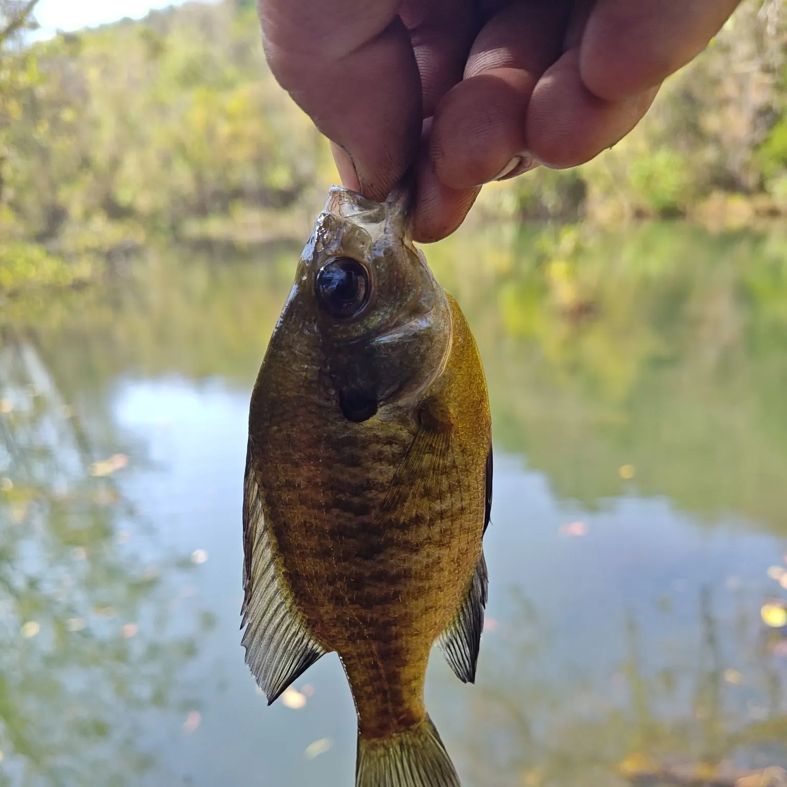Bluegill caught on Fishbrain