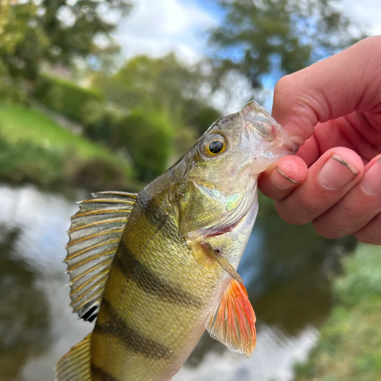 European perch caught on Fishbrain