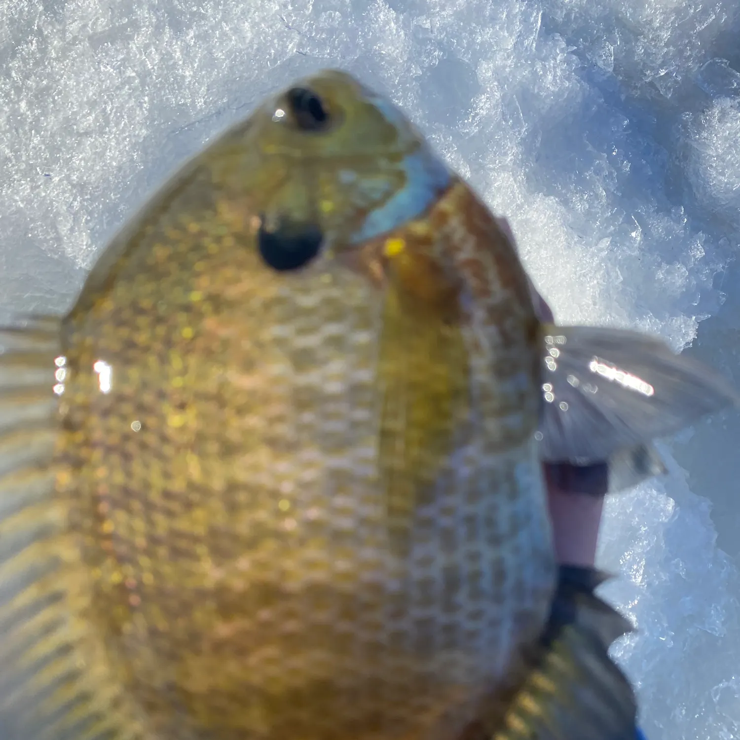 The most recent Bluegill catches on Fishbrain