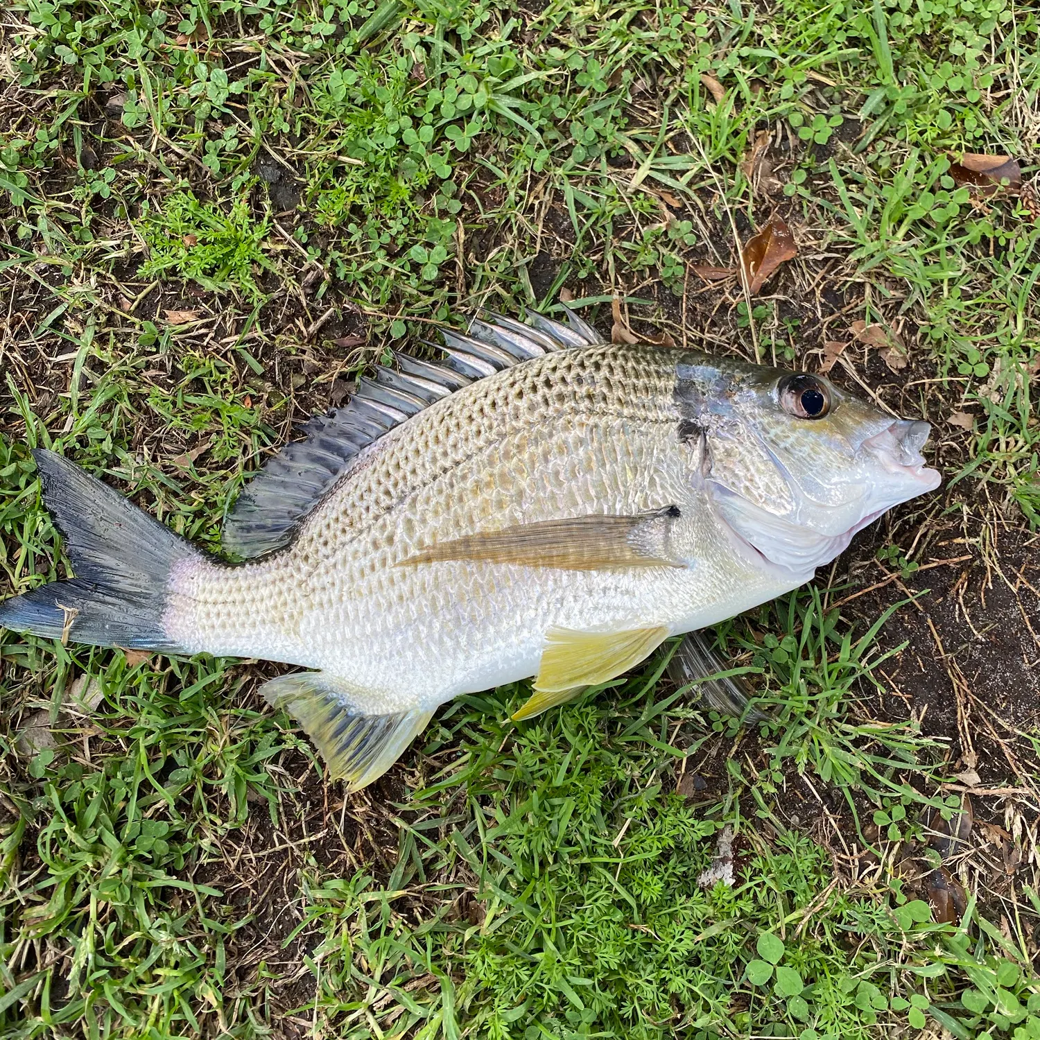 Surf bream caught on Fishbrain
