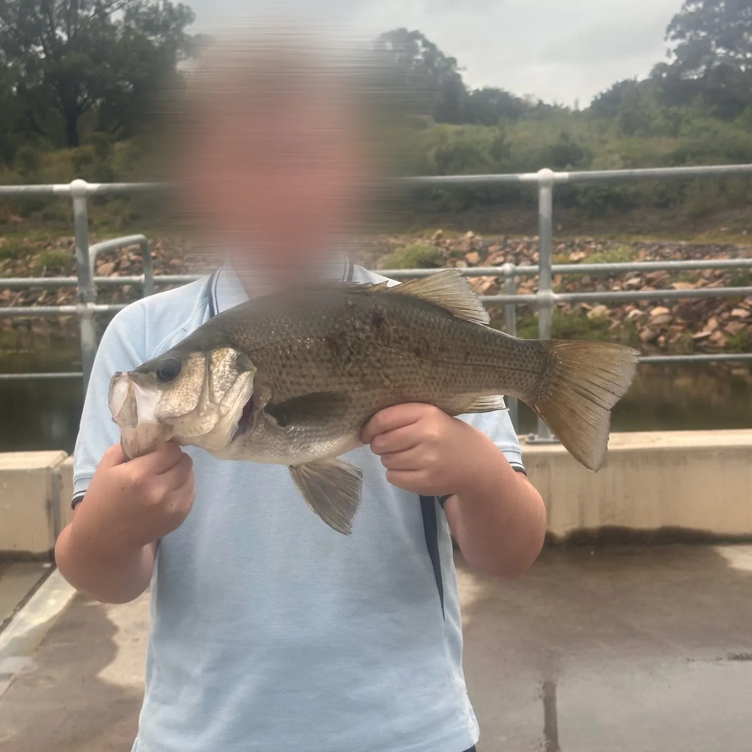 Estuary perch caught on Fishbrain
