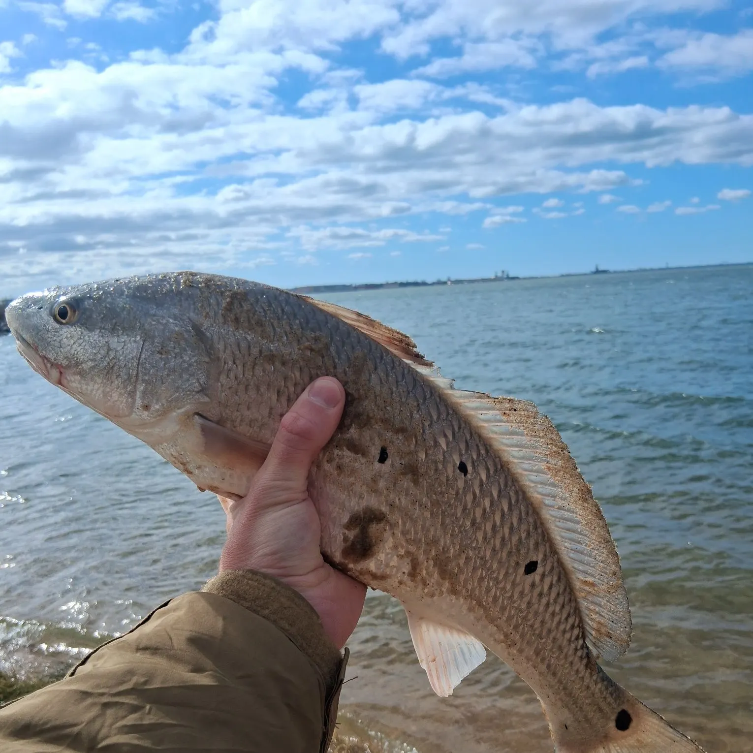 Red drum caught on Fishbrain
