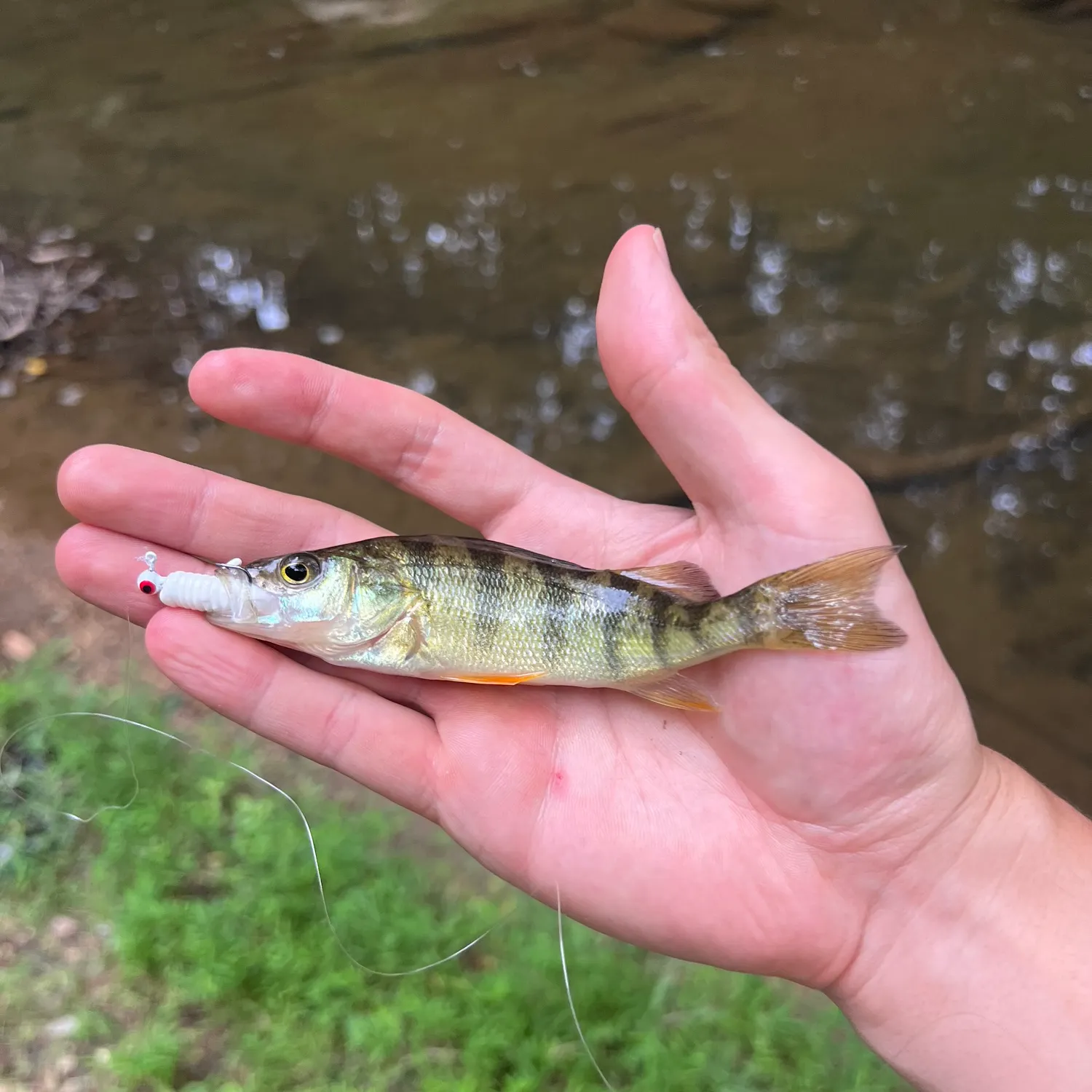 Yellow perch caught on Fishbrain