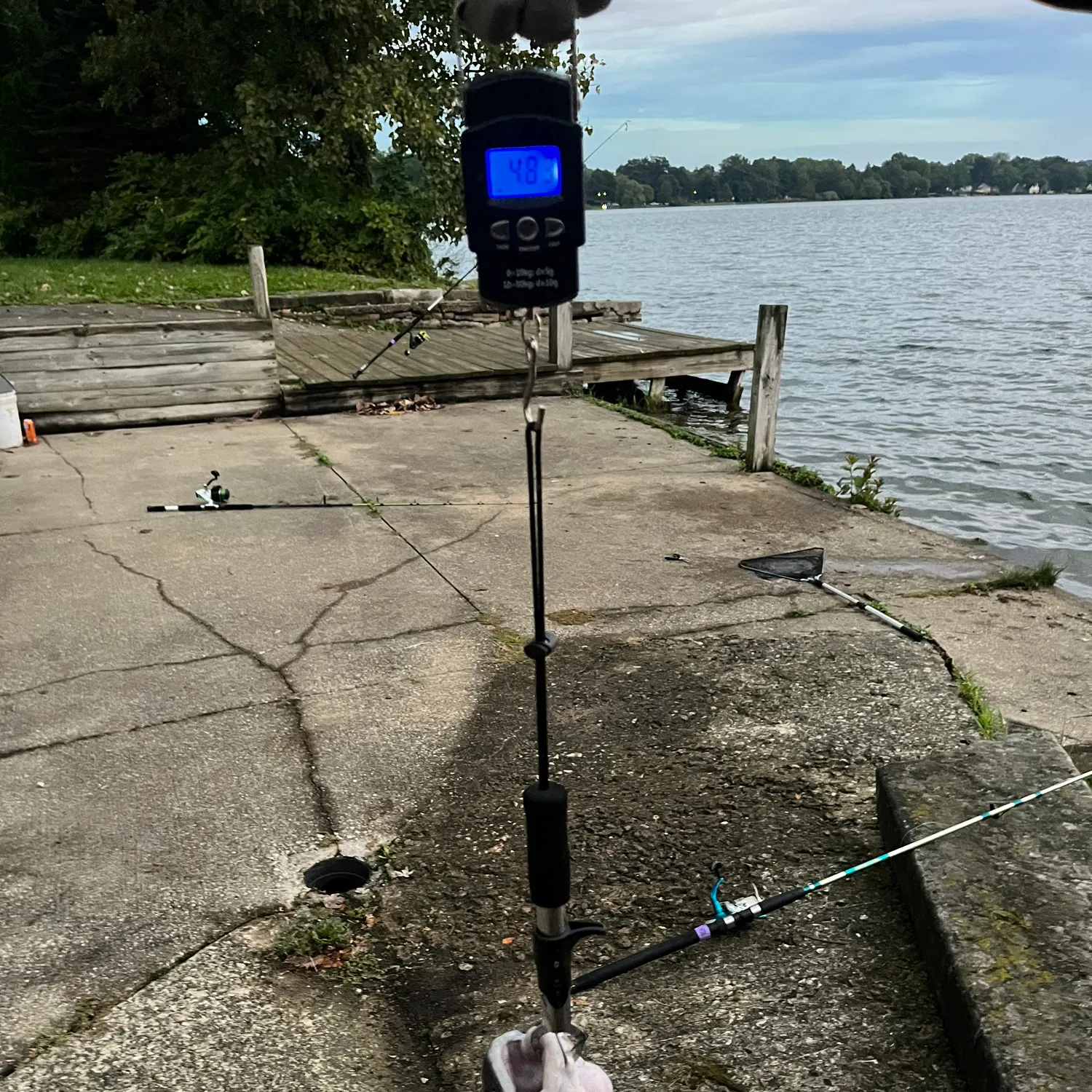 Channel catfish caught on Fishbrain