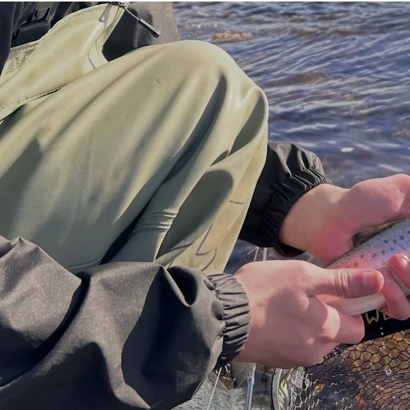Sea trout caught on Fishbrain