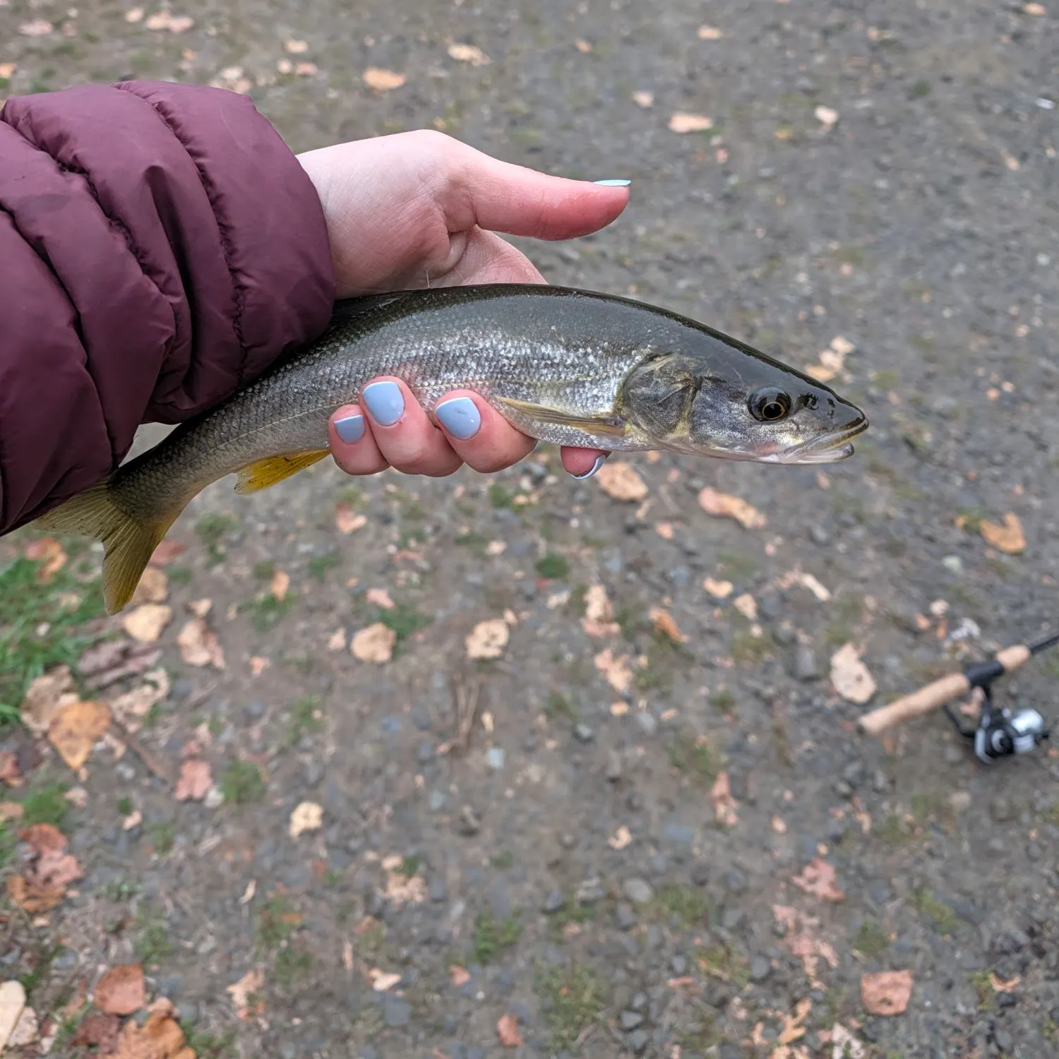 Northern pikeminnow caught on Fishbrain