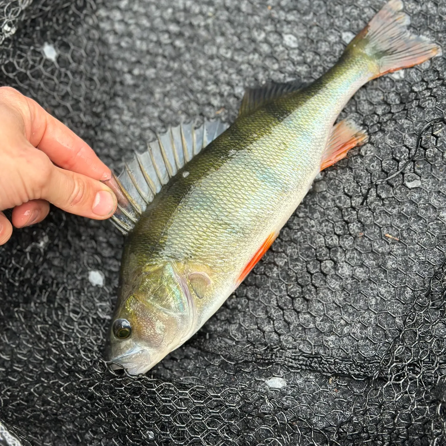 European perch caught on Fishbrain
