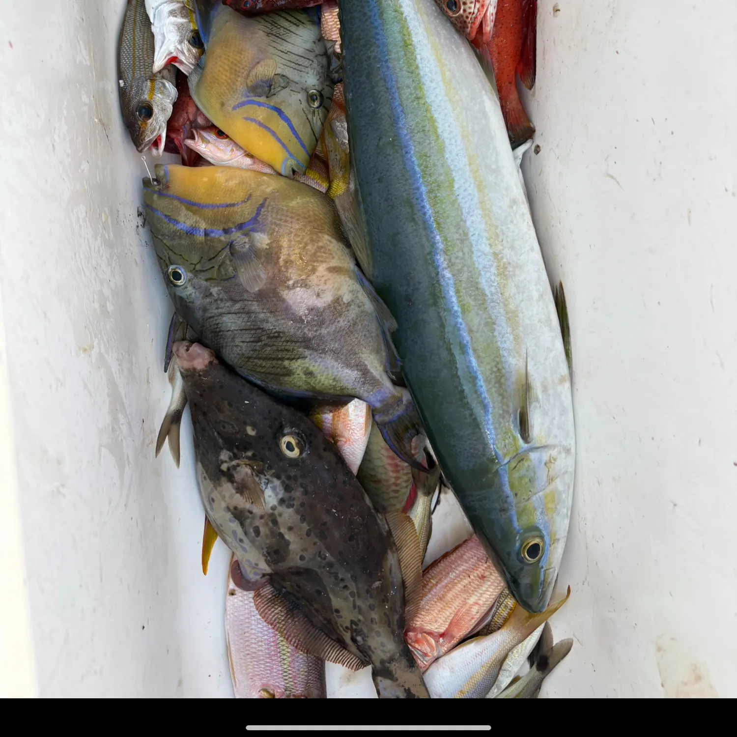 The most recent Yellowfin grouper catches on Fishbrain