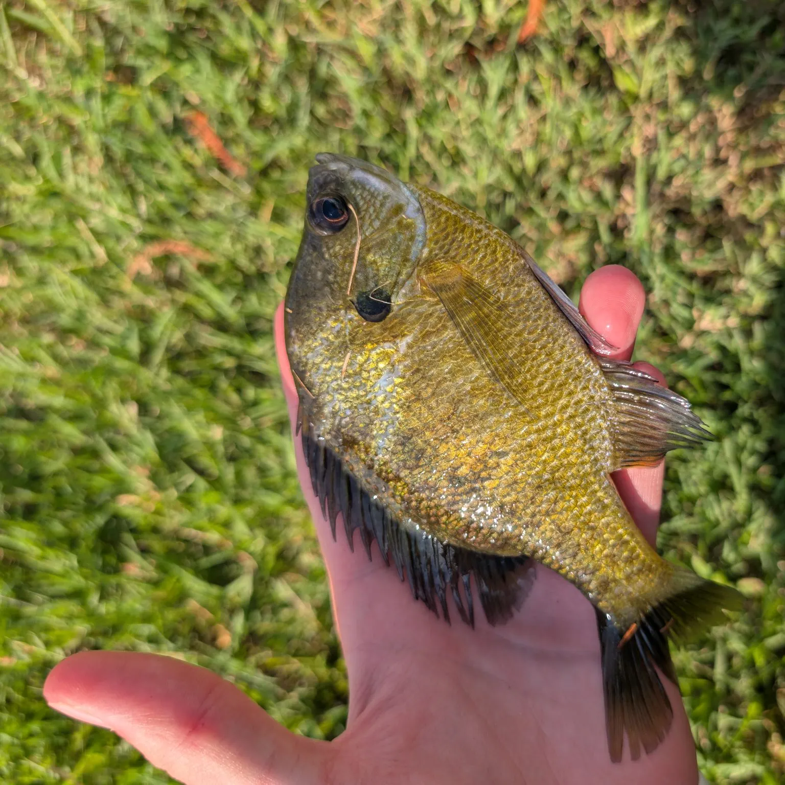 Bluegill caught on Fishbrain