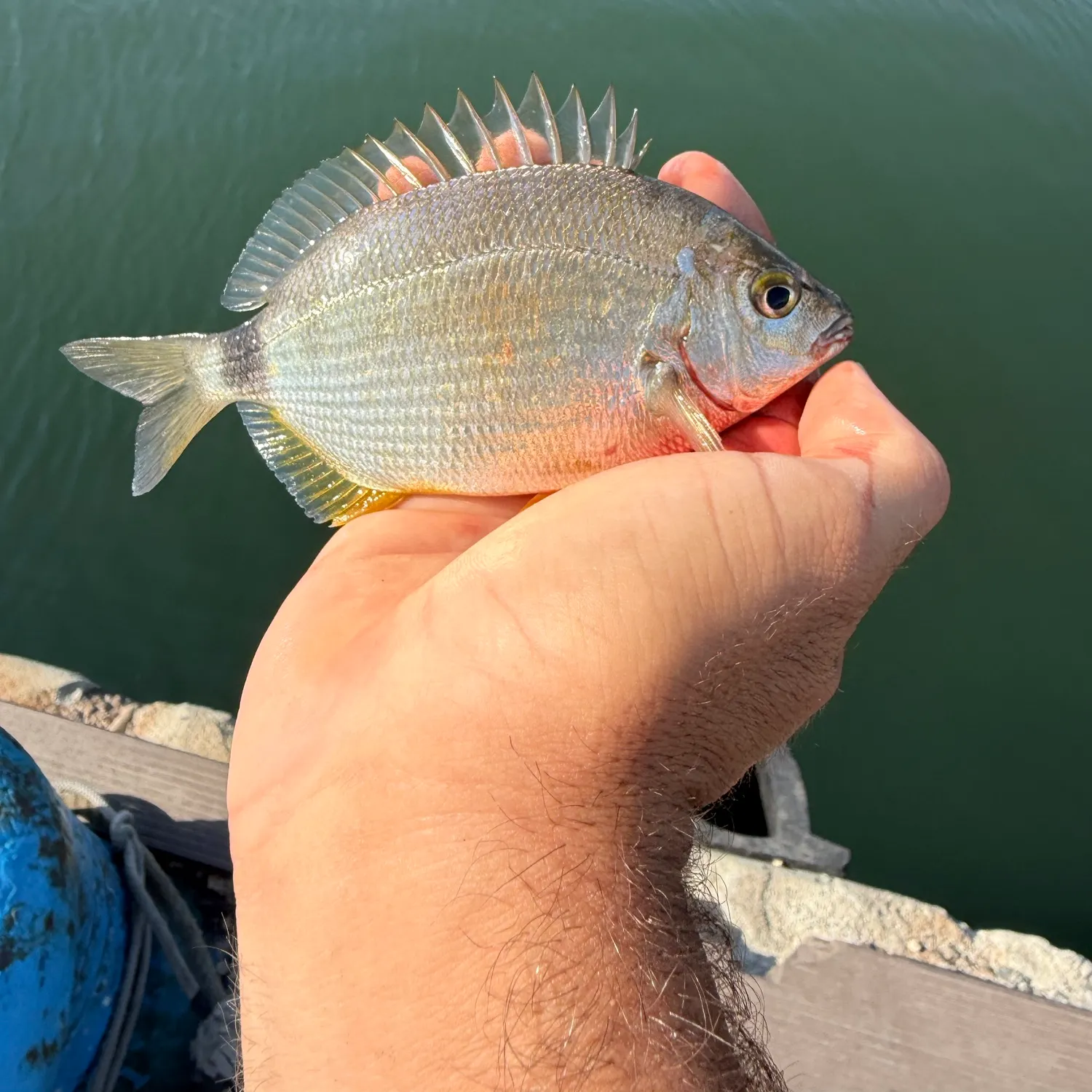Annular seabream caught on Fishbrain