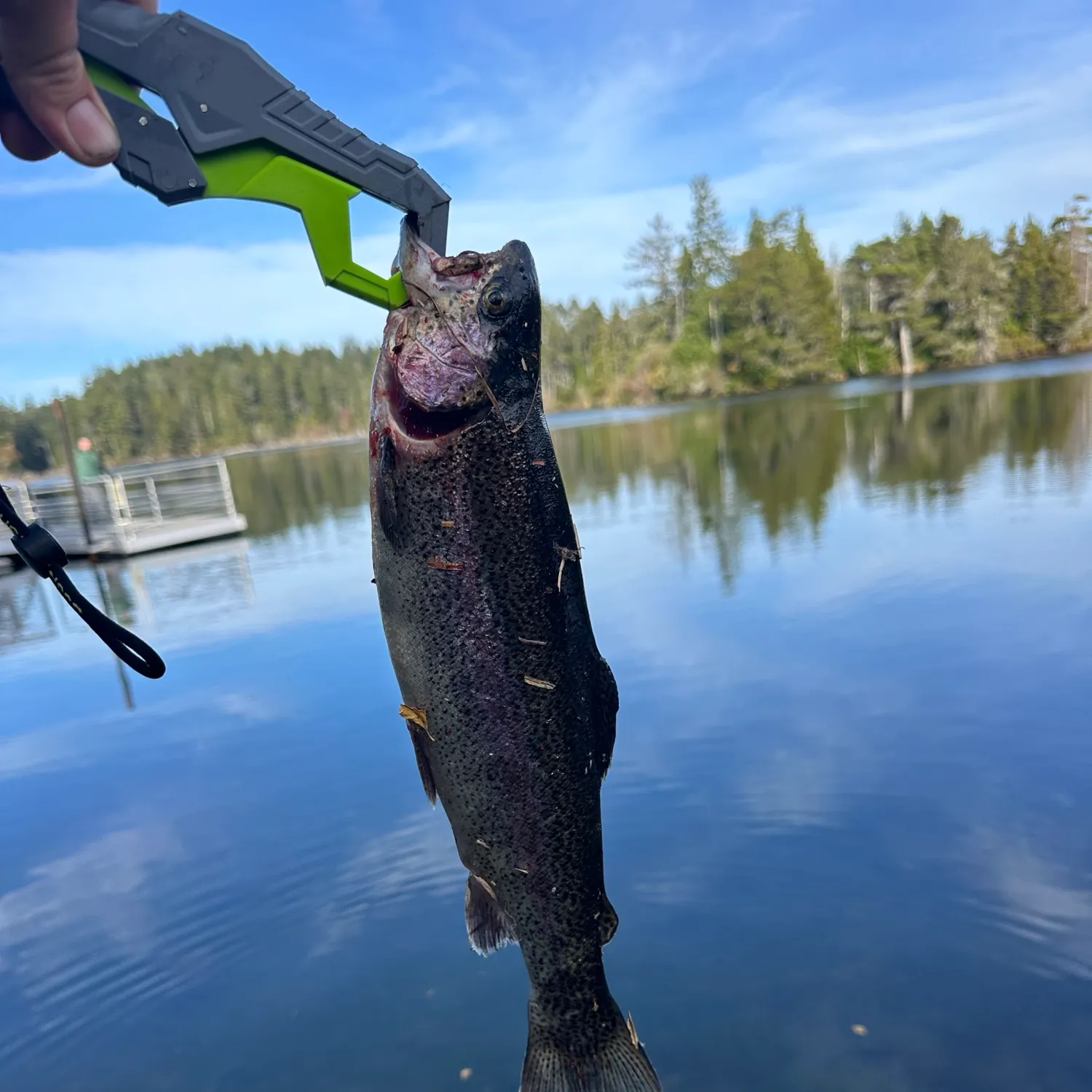 Rainbow trout caught on Fishbrain