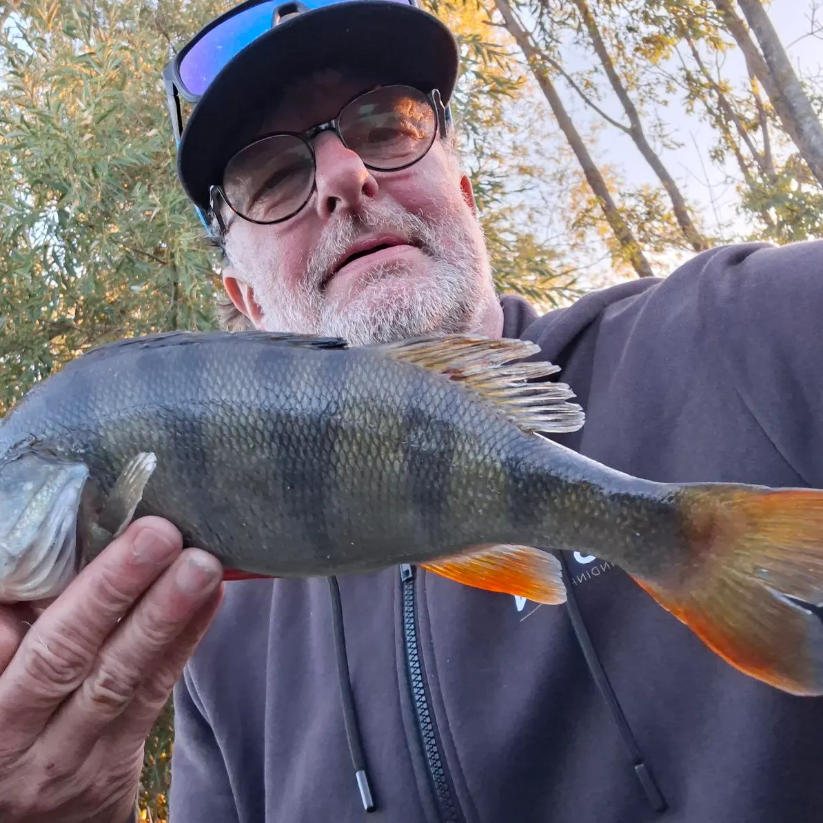 European perch caught on Fishbrain