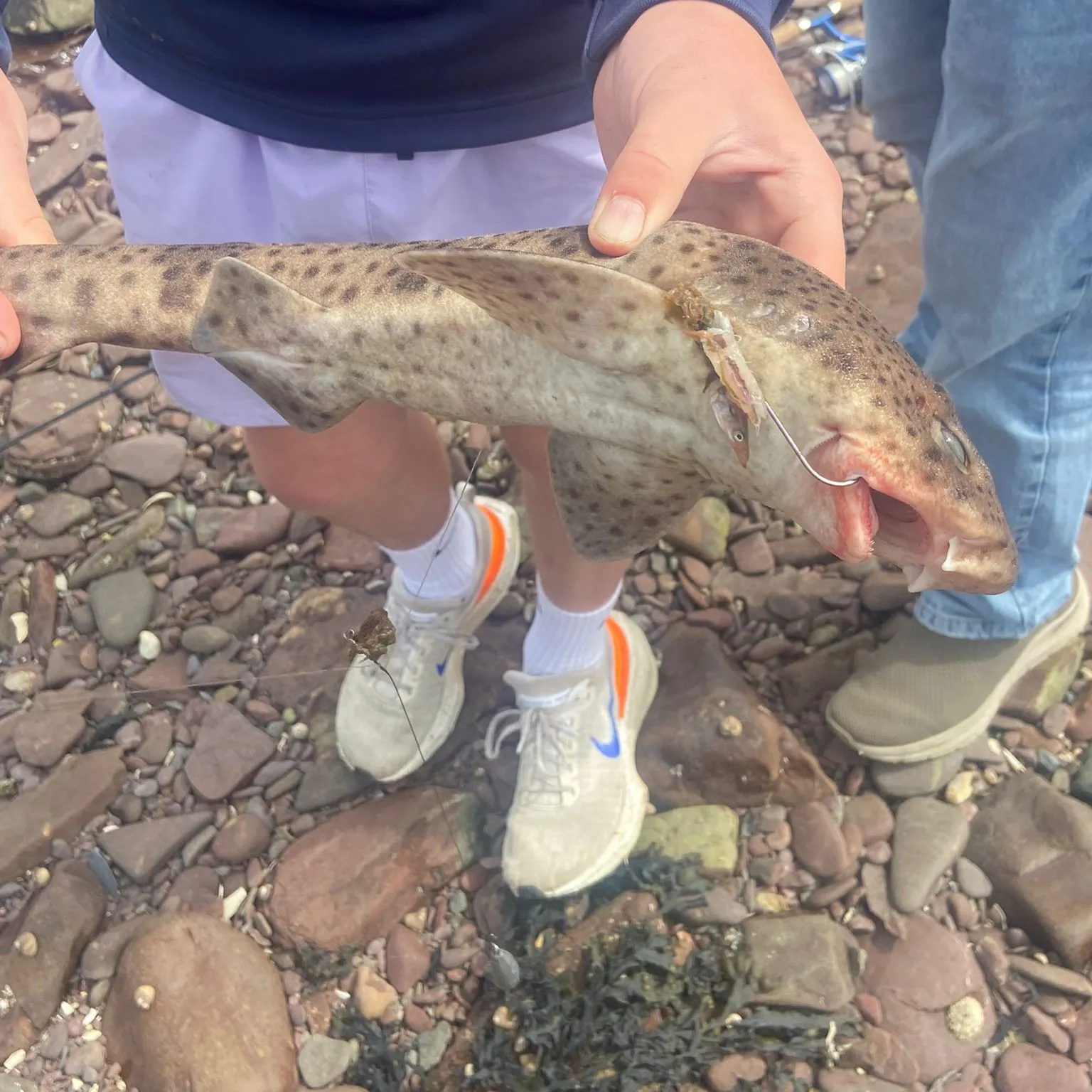 The most recent Piked dogfish catches on Fishbrain