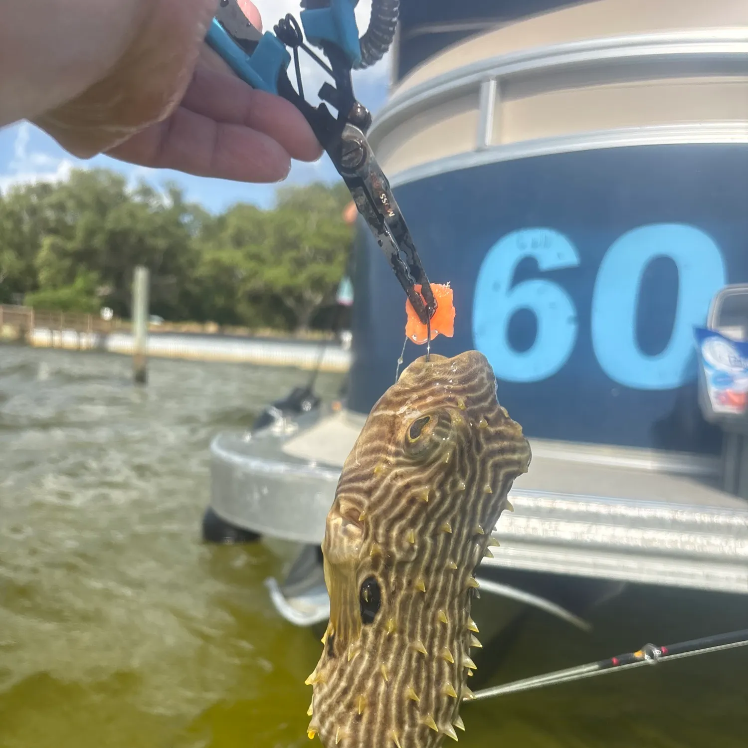 The most recent Spider-eye puffer catches on Fishbrain